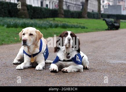 Buster und Endal bei der Crufts Fotocall in Green Park, . Buster, der 5-jährige englische Springer Spaniel, der im Irak Waffen und Sprengstoffe entdeckte, die für den Einsatz gegen die britischen Streitkräfte bestimmt waren, und Endal, der seinem Besitzer, Gulf war Veteran Allen Parton, hilft. Endal erhielt die erste Dickin-Medaille in Friedenszeiten, die `PDSA Goldmedaille', die für die Hingabe an die Pflicht und die Rettung des Lebens (die Animal George Cross Medaille) verliehen wurde. Stockfoto
